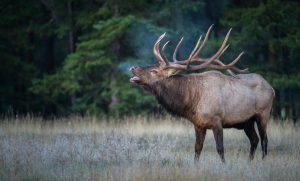 outdoor-heritage-coalition-elk