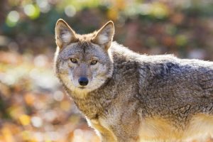 outdoor-heritage-coalition-wolf