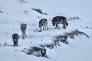 outdoor-heritage-coalition-wolves